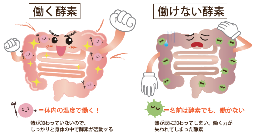 働く酵素・働けない酵素
