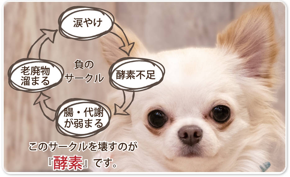 酵素不足→腸・代謝が弱まる→老廃物溜まる→涙やけ
このサークルを壊すのが「酵素」です