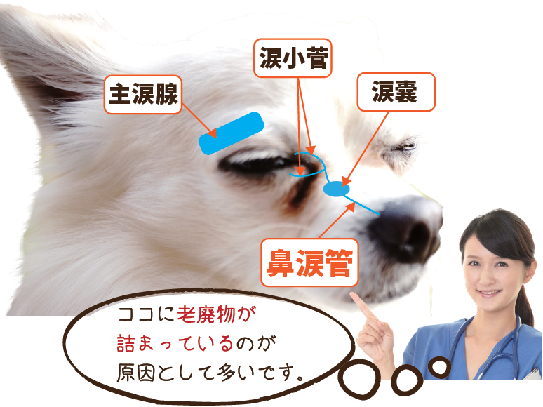 ここに老廃物が詰まっているのが原因として多いです。